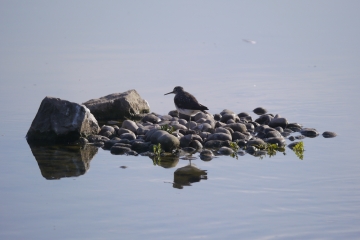 Green Sandpiper, MJMcGill.JPG